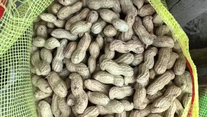 河南开封鲜花生大量上市需要联系