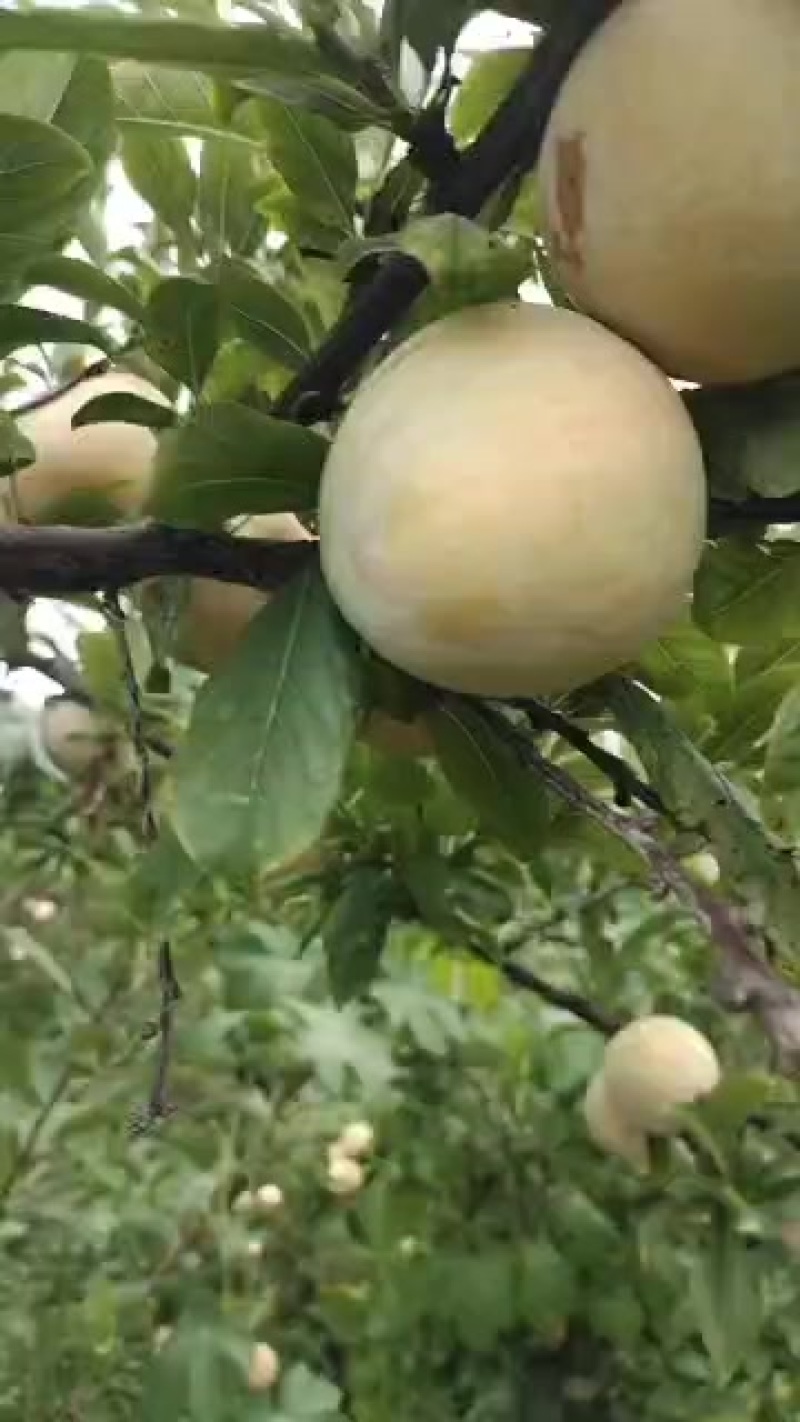 恐龙蛋李子口感很好个头大