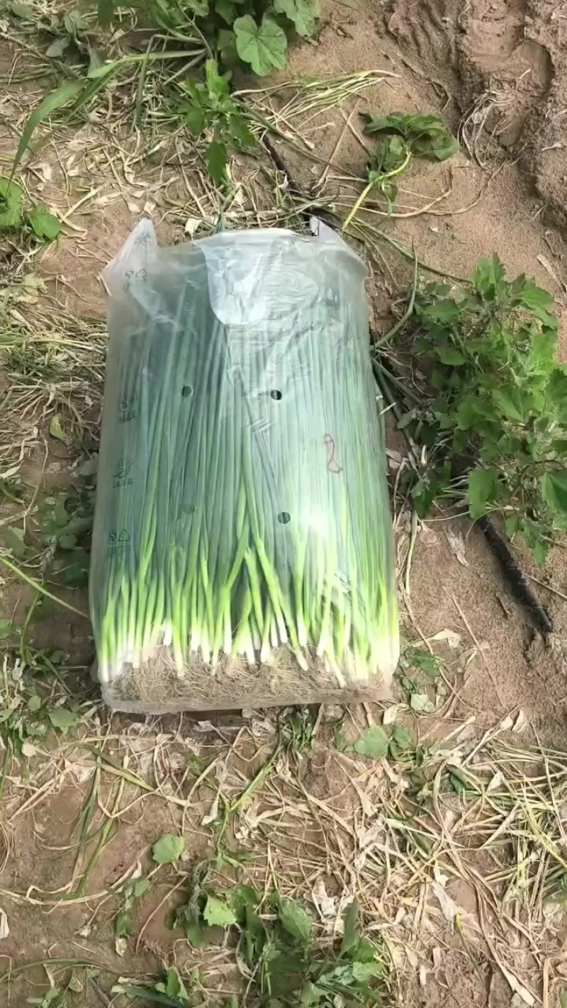 小葱