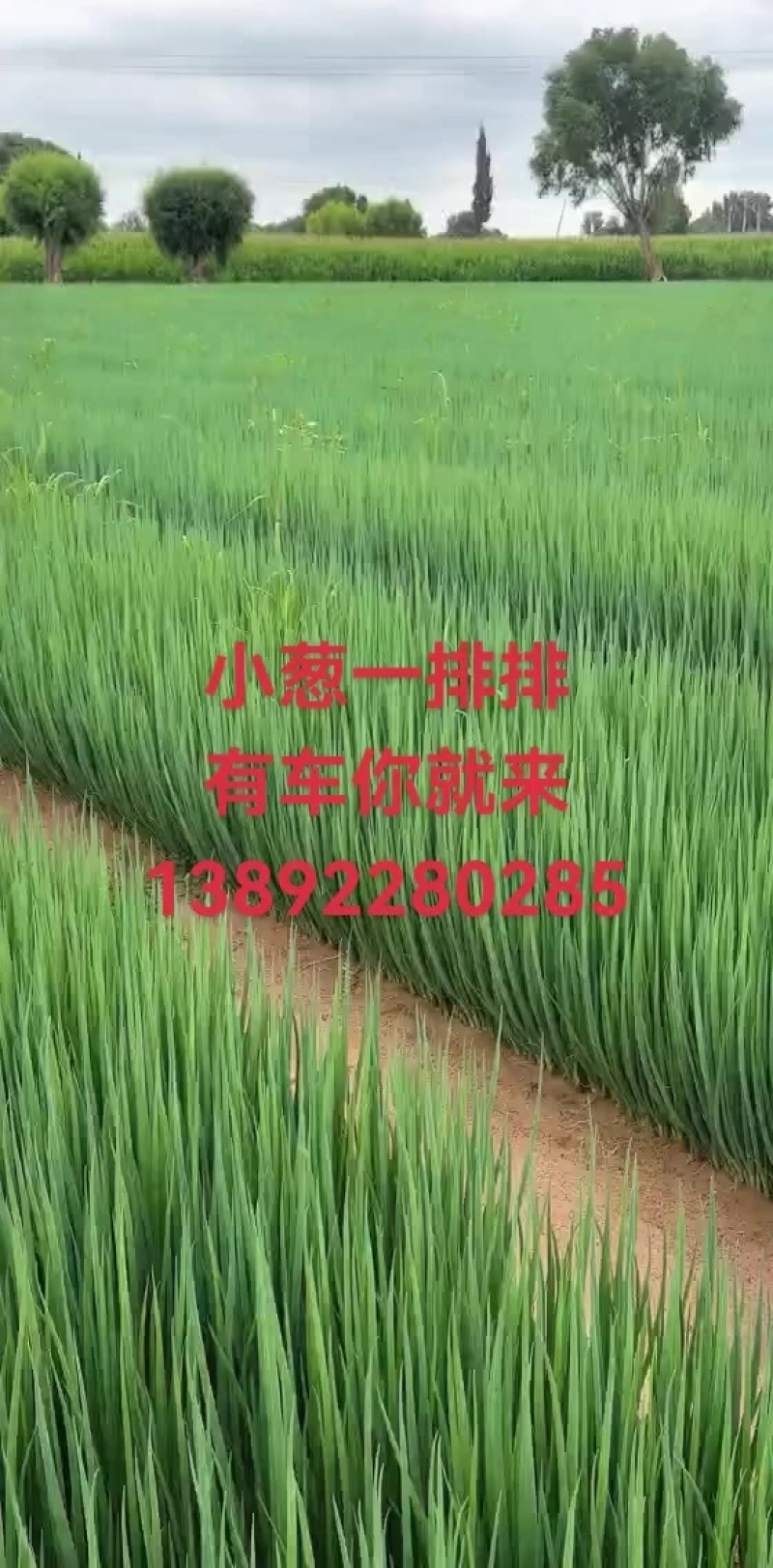 小葱