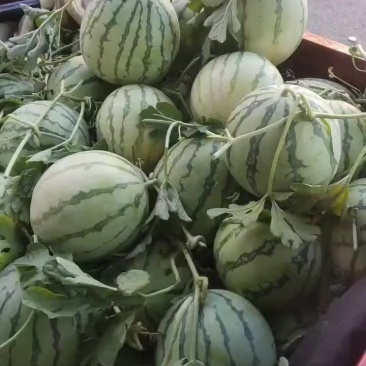 麒麟美都