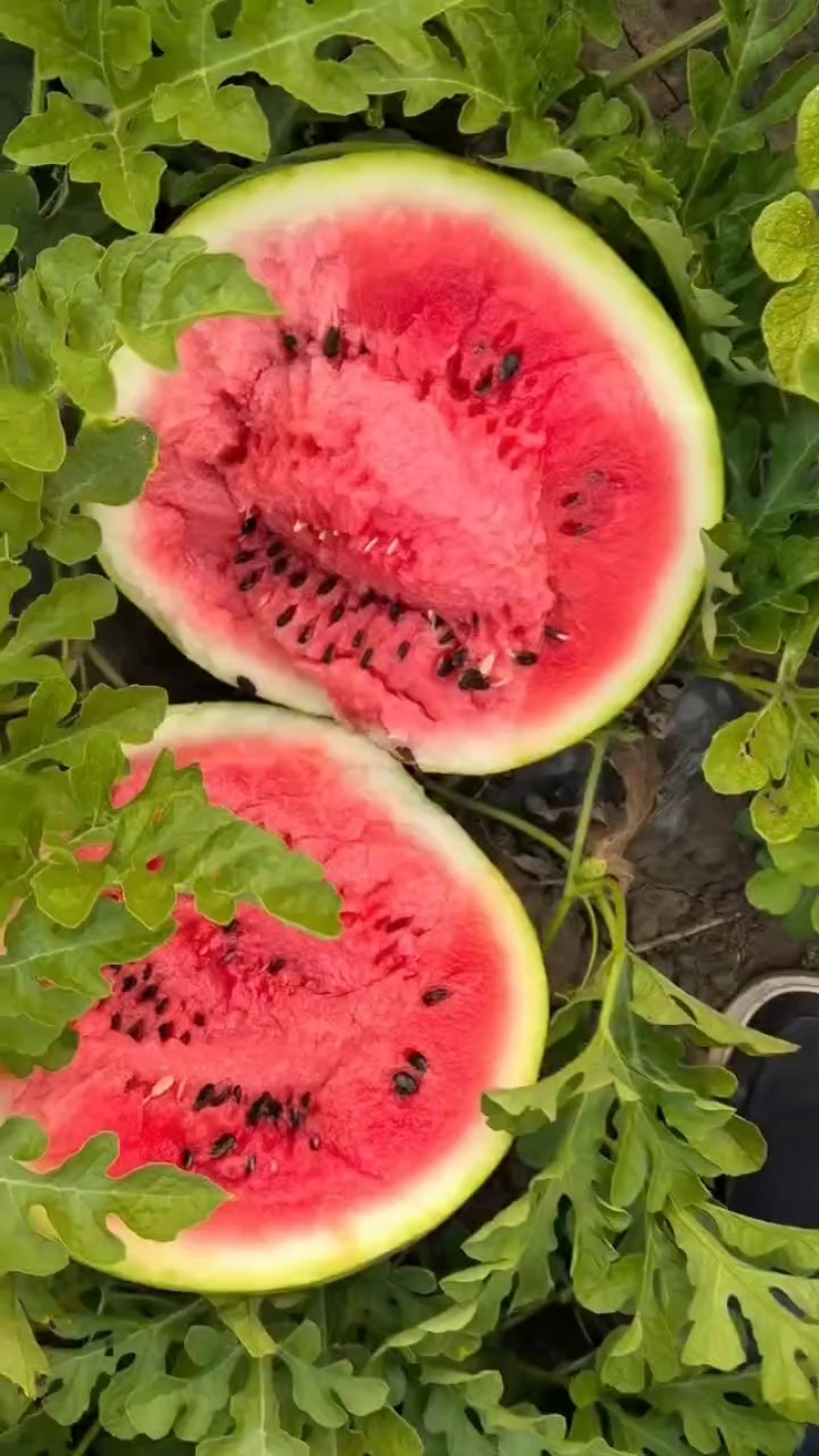 西瓜