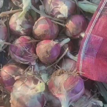 二红洋葱大量上市