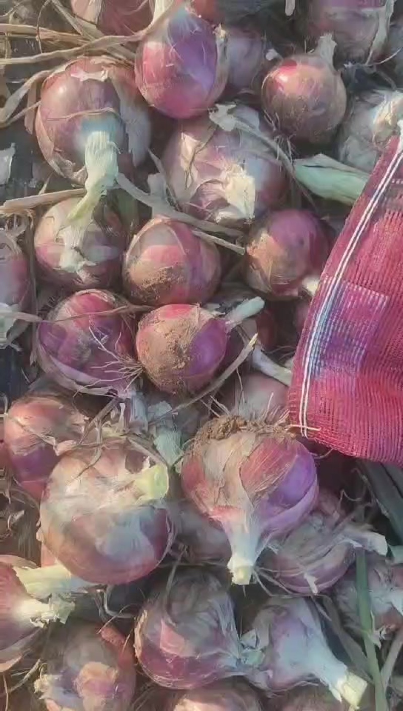 二红洋葱大量上市