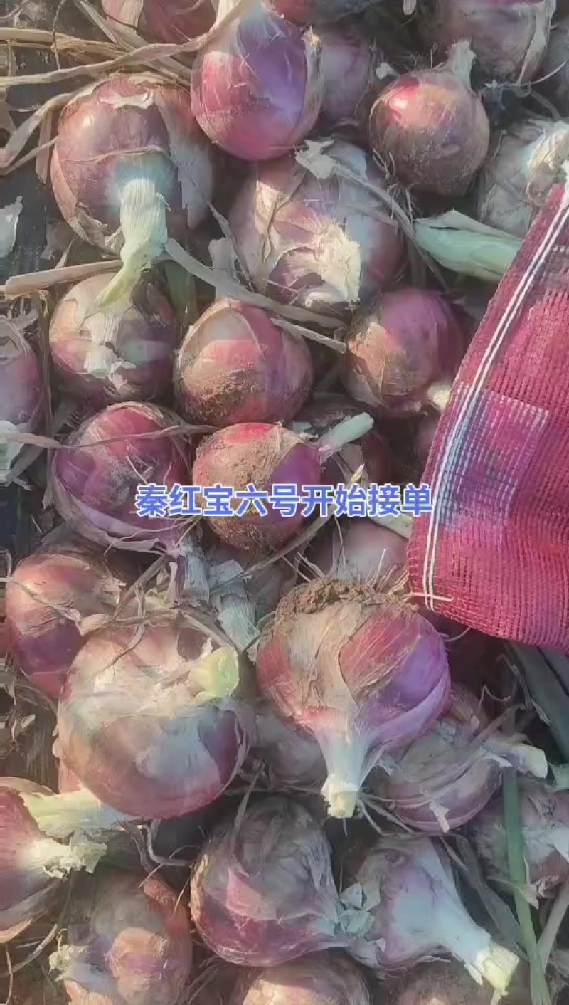 二红洋葱大量上市