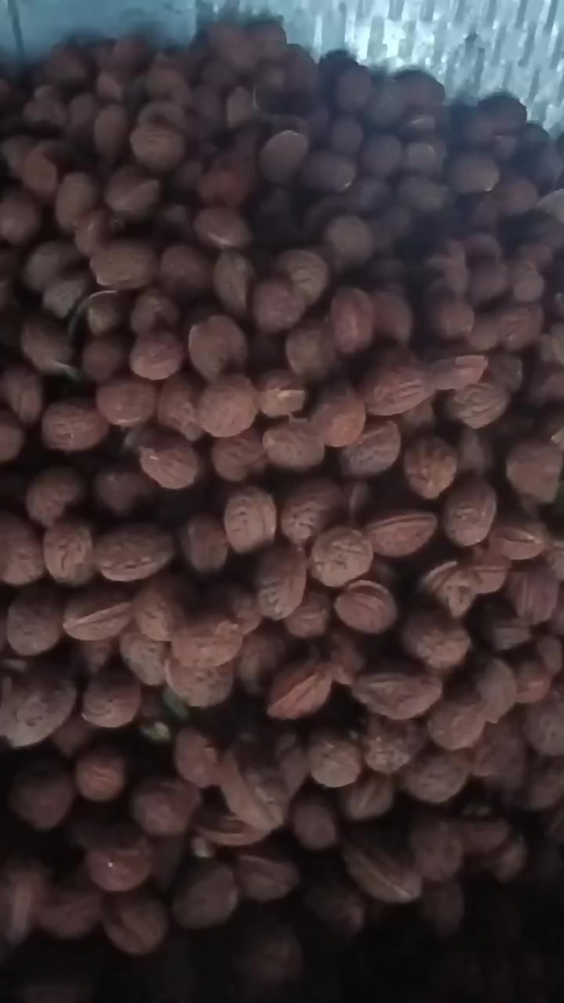 看桃核