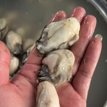 福建宁德霞浦海蛎无泡水***当天现开