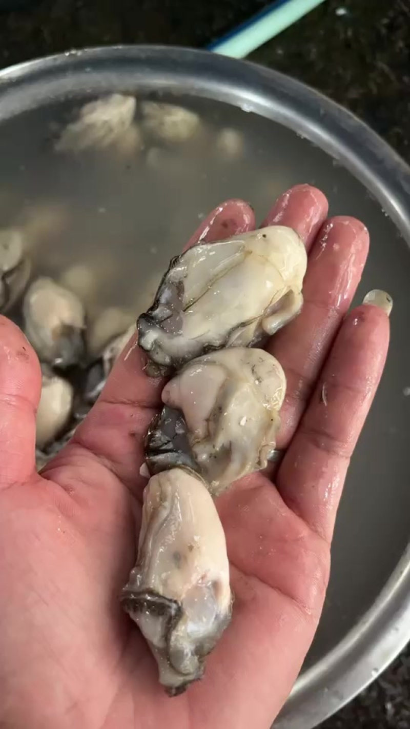 福建宁德霞浦海蛎无泡水***当天现开