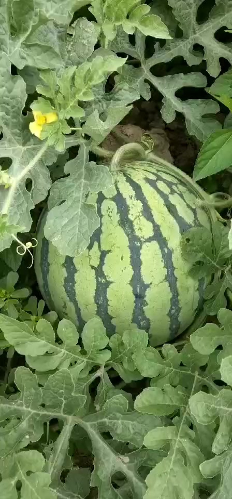 薄皮露天西瓜