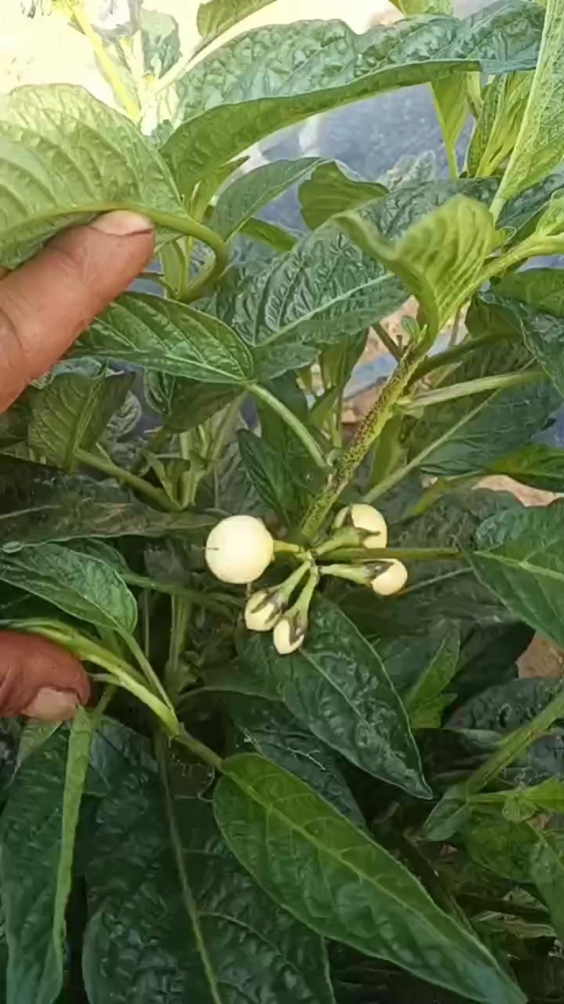 人参果