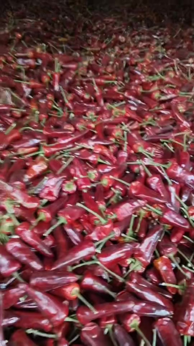 干辣椒，朝天椒，子弹，辣椒，团子，辣椒