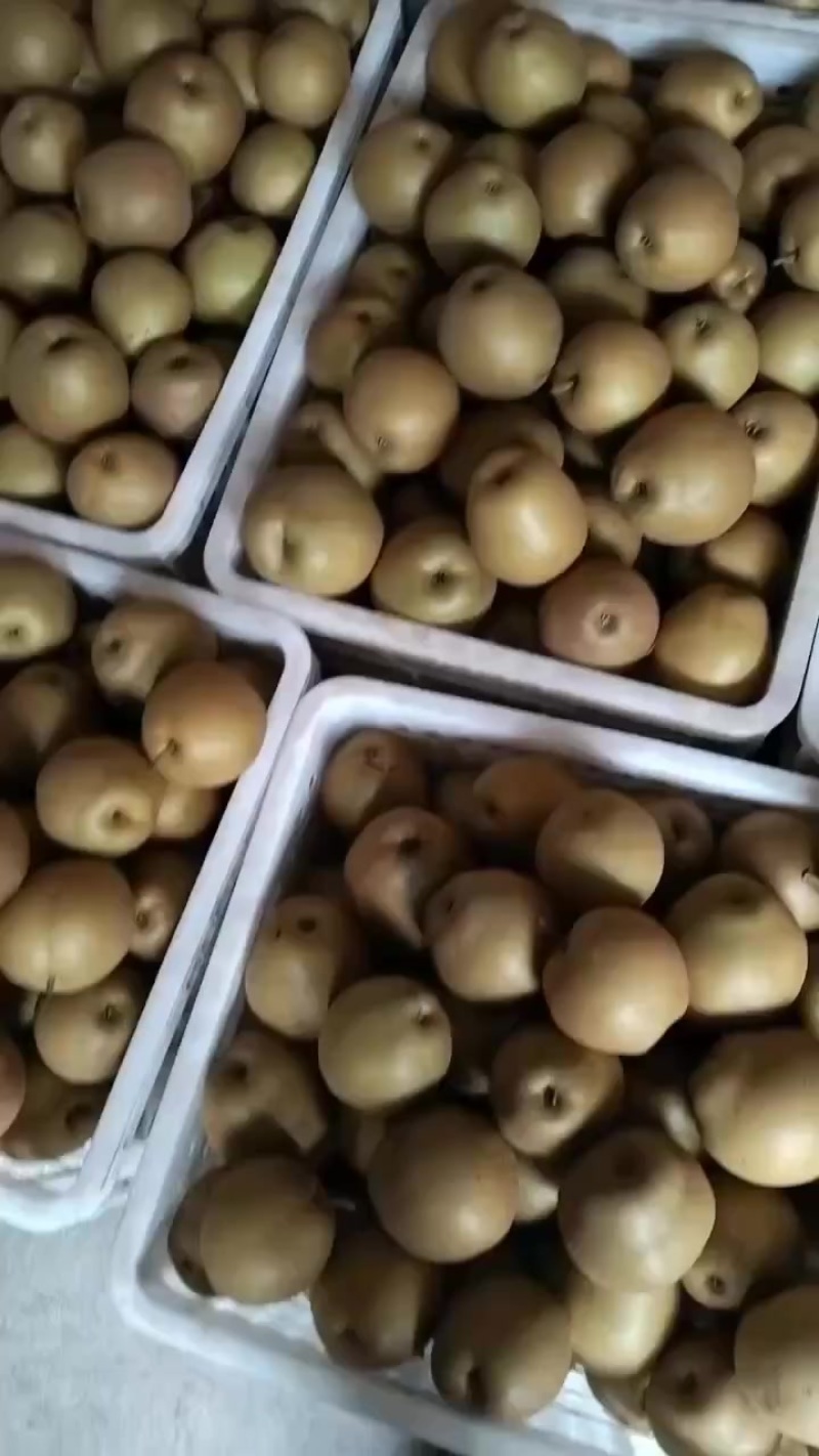 正宗建宁黄花梨现摘现发假一赔十