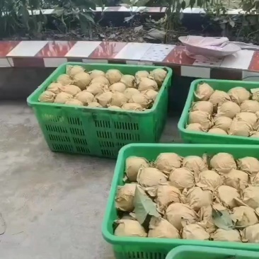 自家脆冠梨