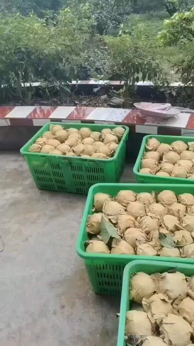 自家脆冠梨