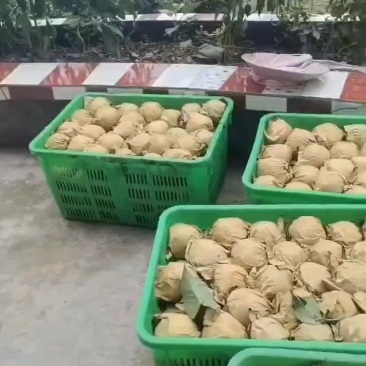 脆冠梨