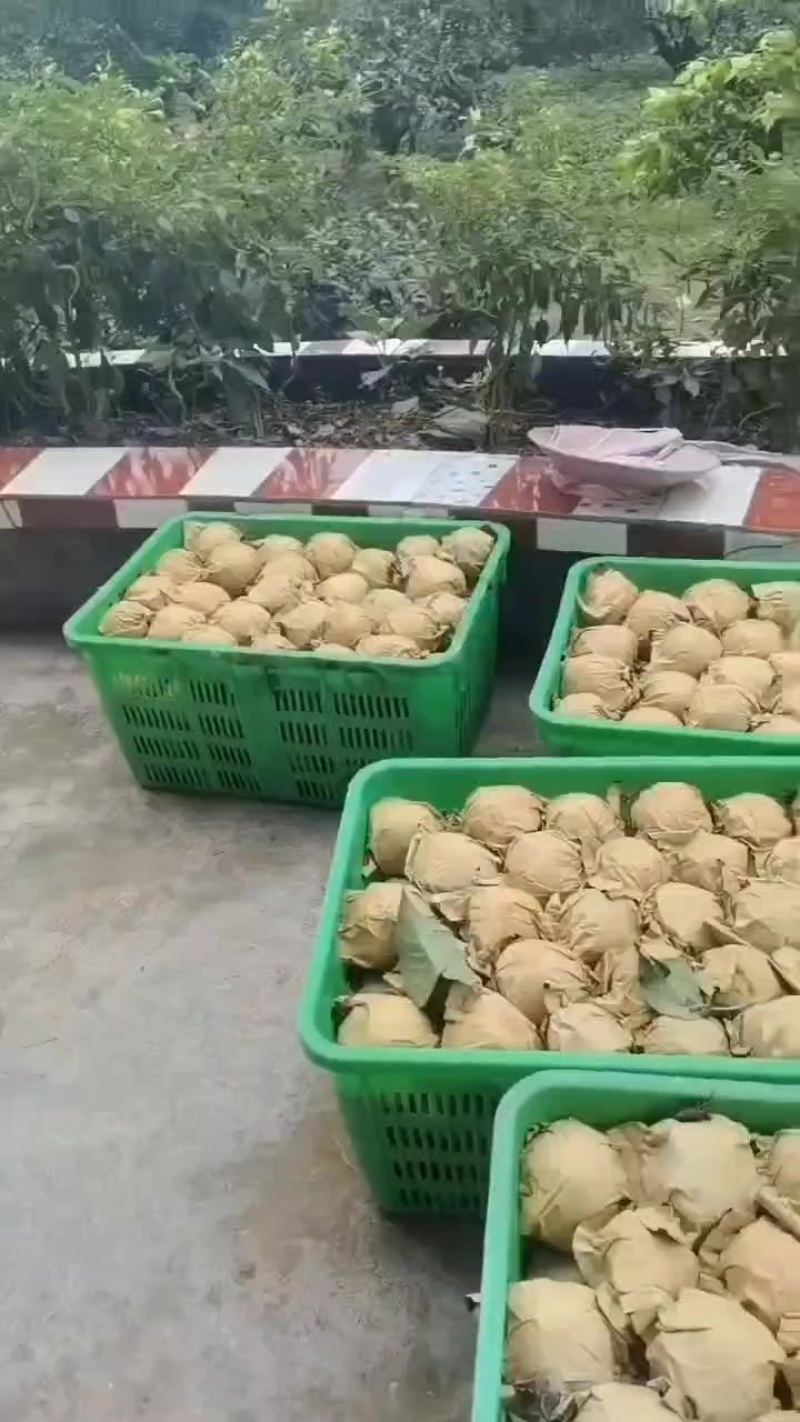 脆冠梨