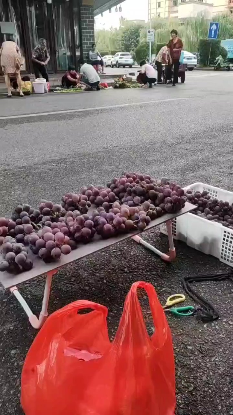 巨峰葡萄上市啦
