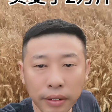 松原冰小麦