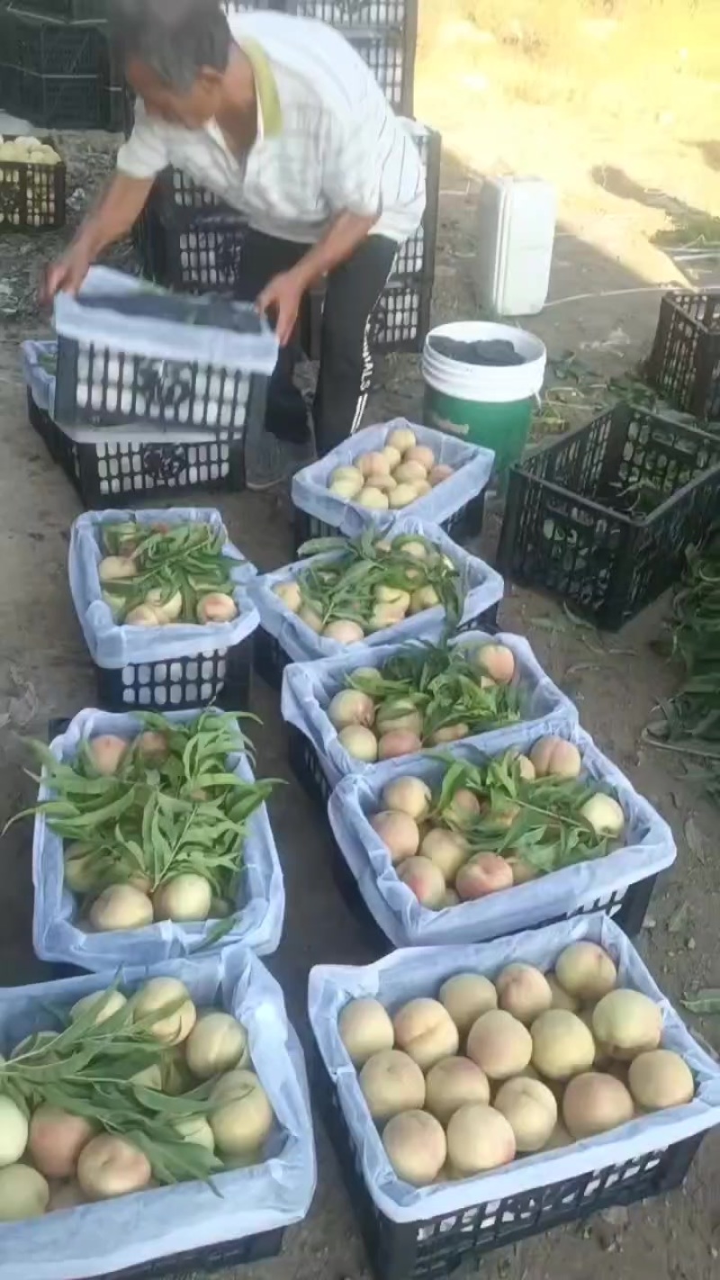 红不软桃，特别甜