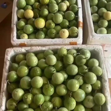 钦蜜九号百香果