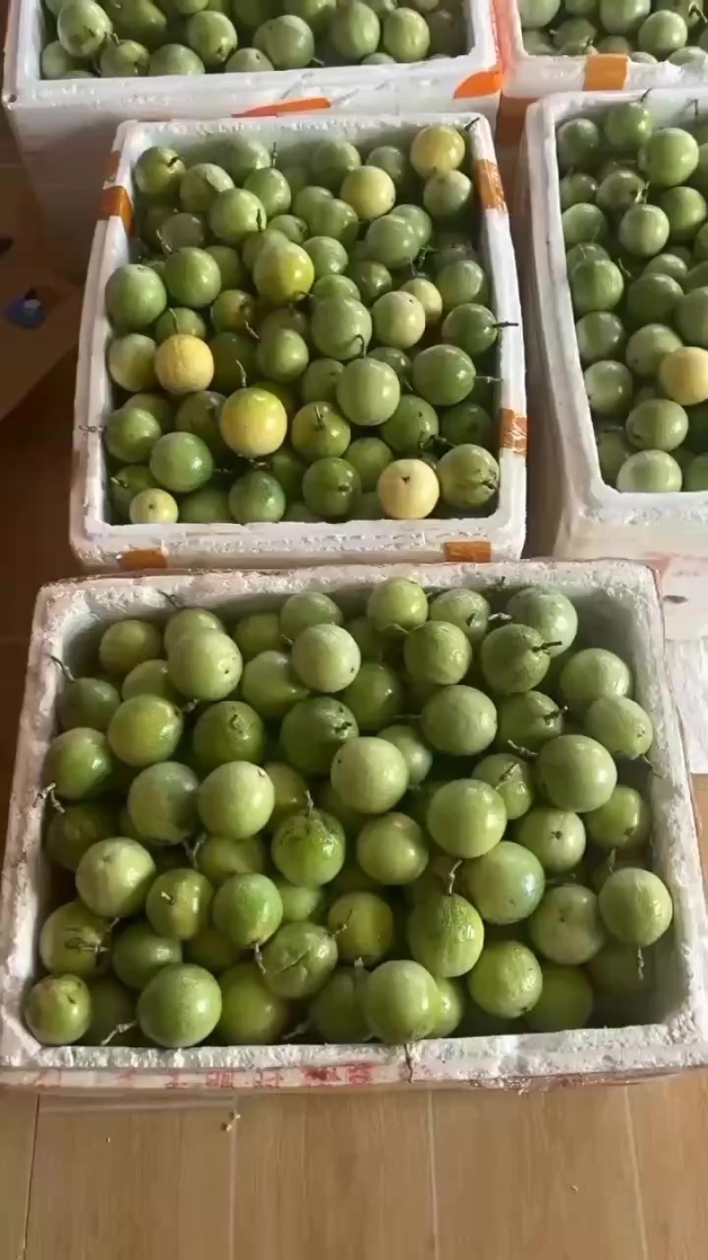 钦蜜九号百香果