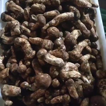 5以上的松茸