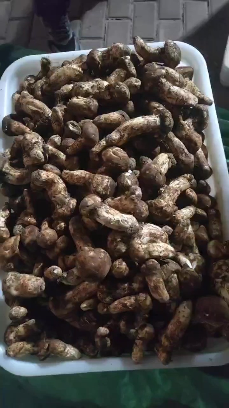 5以上的松茸