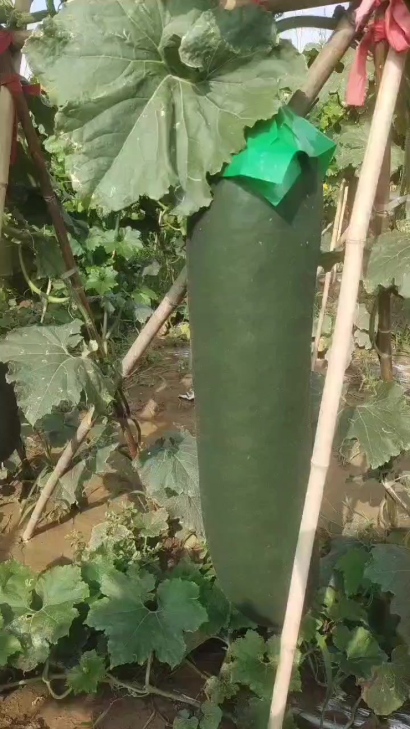 吊冬瓜