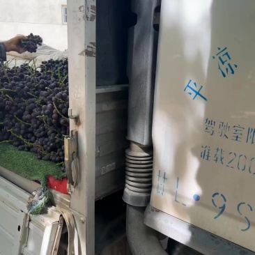 巨峰葡萄🍇