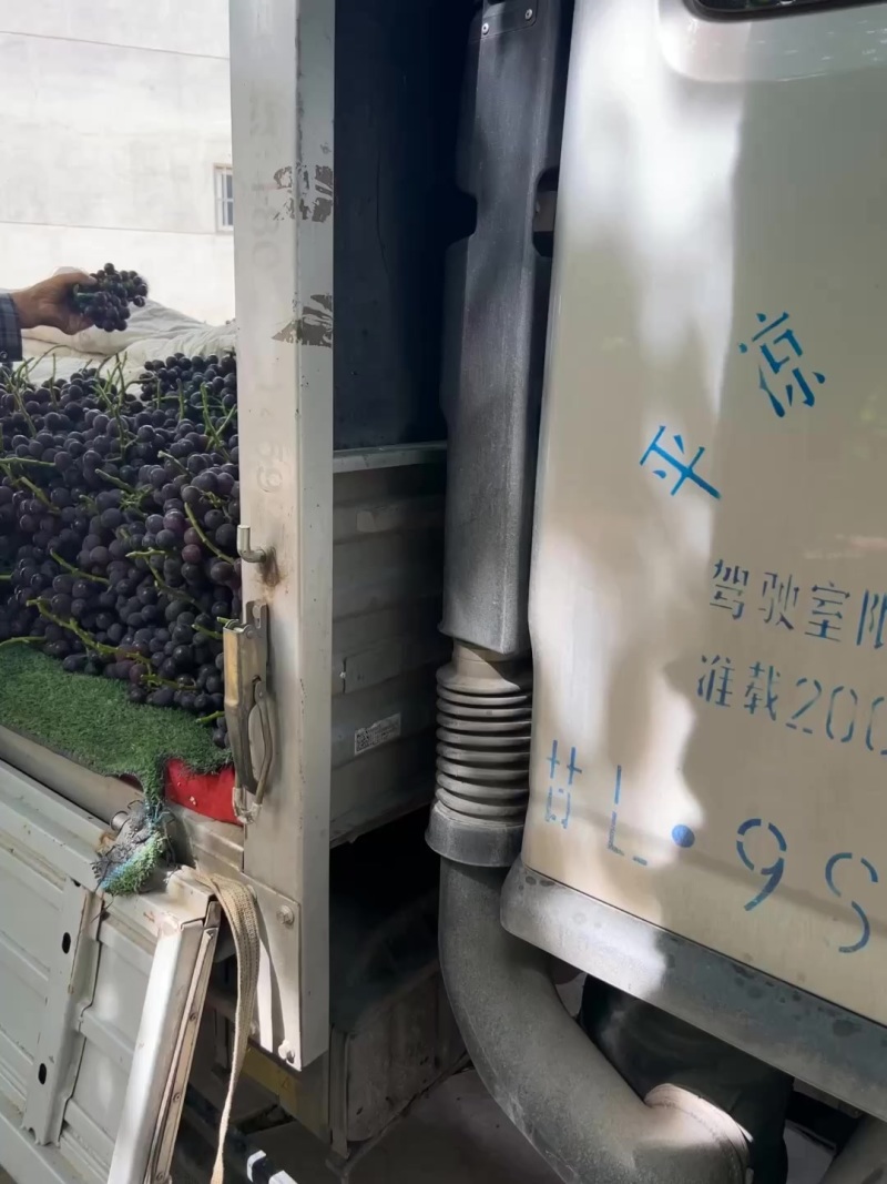 巨峰葡萄🍇