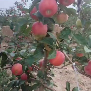 鲁丽十五万开售
