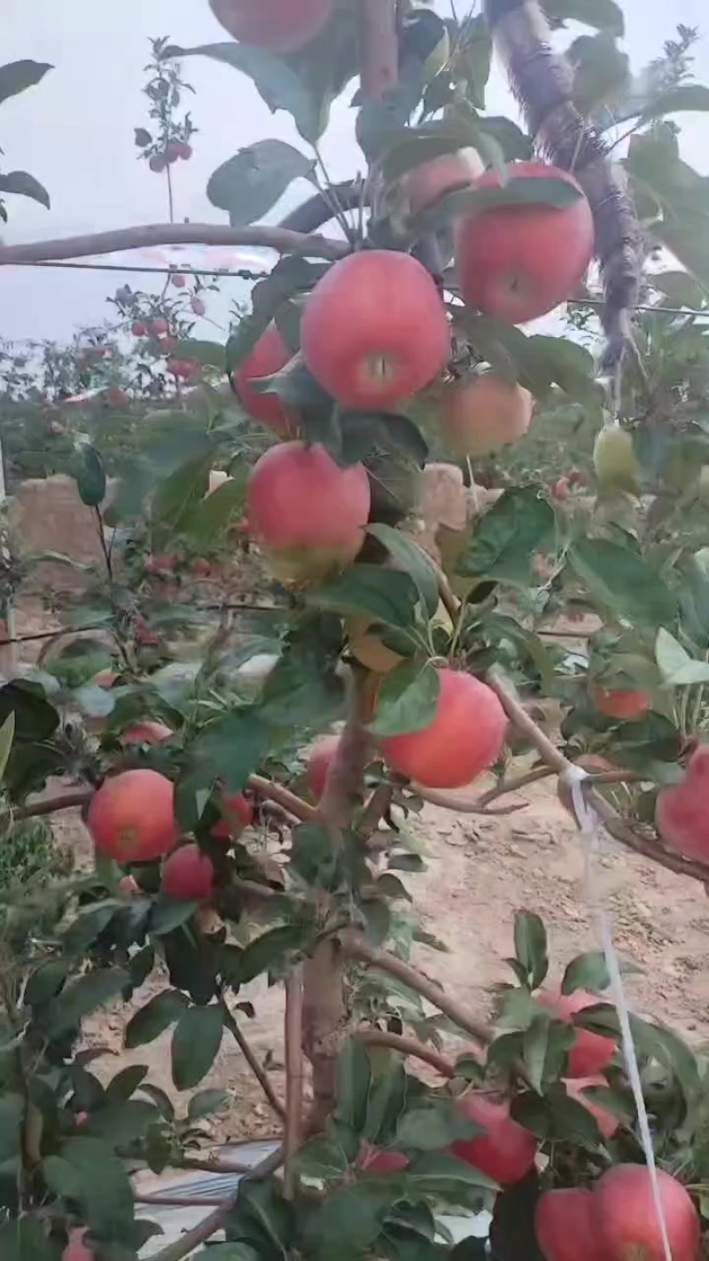 鲁丽十五万开售