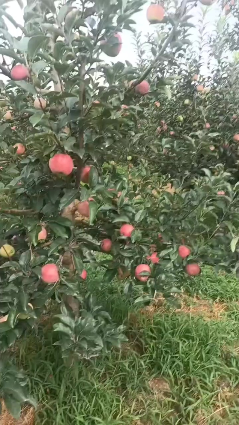 鲁丽十五万开售