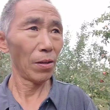 陕西秦阳苹果，合阳发货