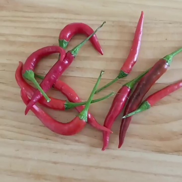 优质小米辣