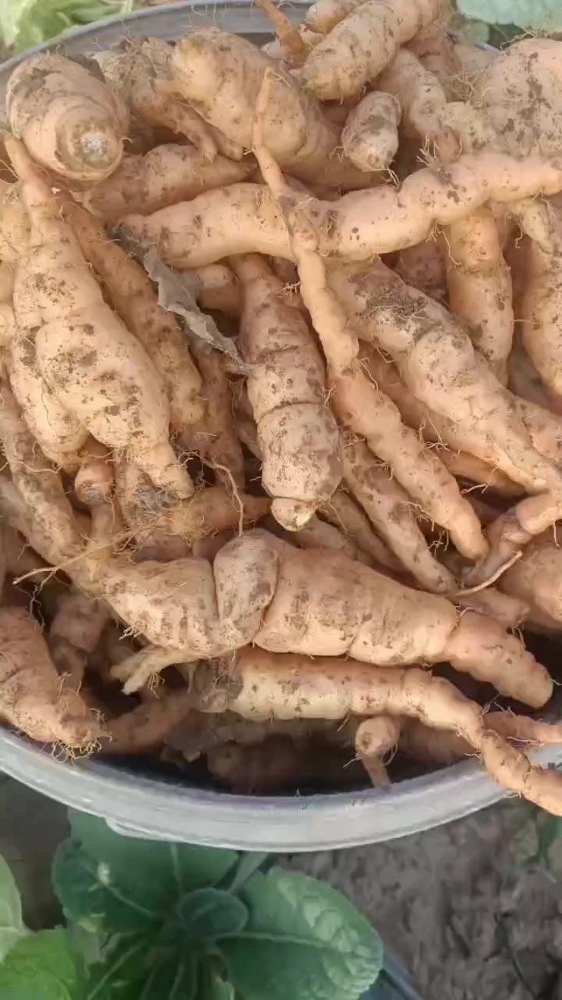 常年销售吨王地黄种子