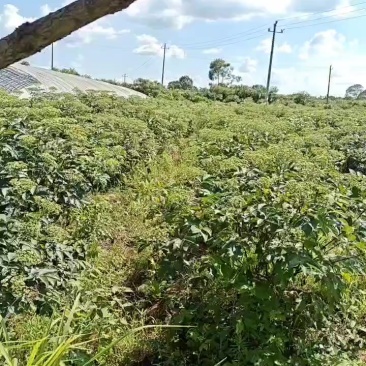 吴茱萸