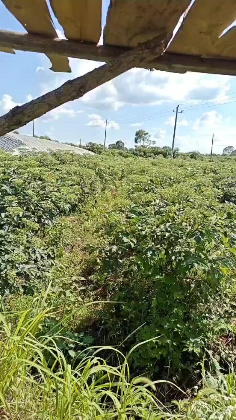 吴茱萸