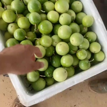 精品靓货，大基地长年供应，欢迎新老客户光临