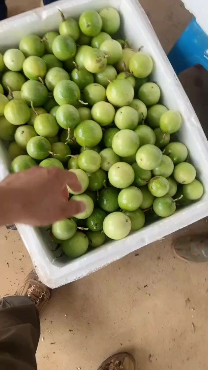 精品靓货，大基地长年供应，欢迎新老客户光临
