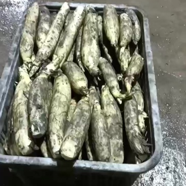 水果藕大量供应