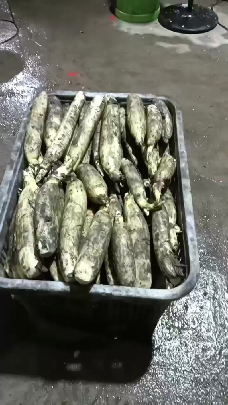 水果藕大量供应
