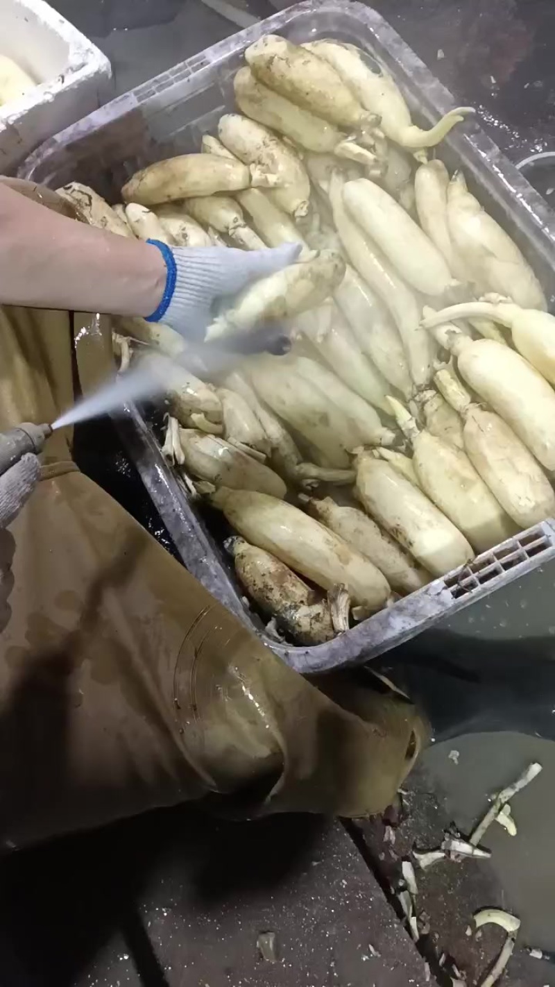 水果藕大量供应