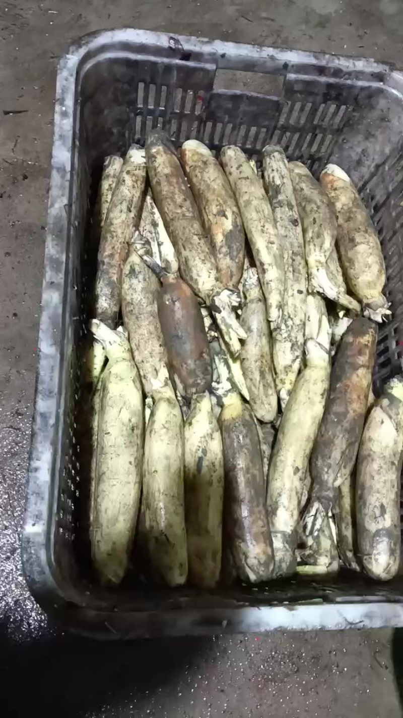 水果藕大量供应