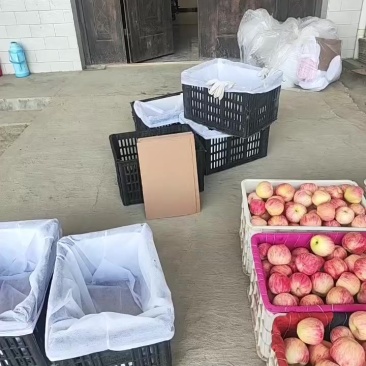 陕西富平秦阳苹果