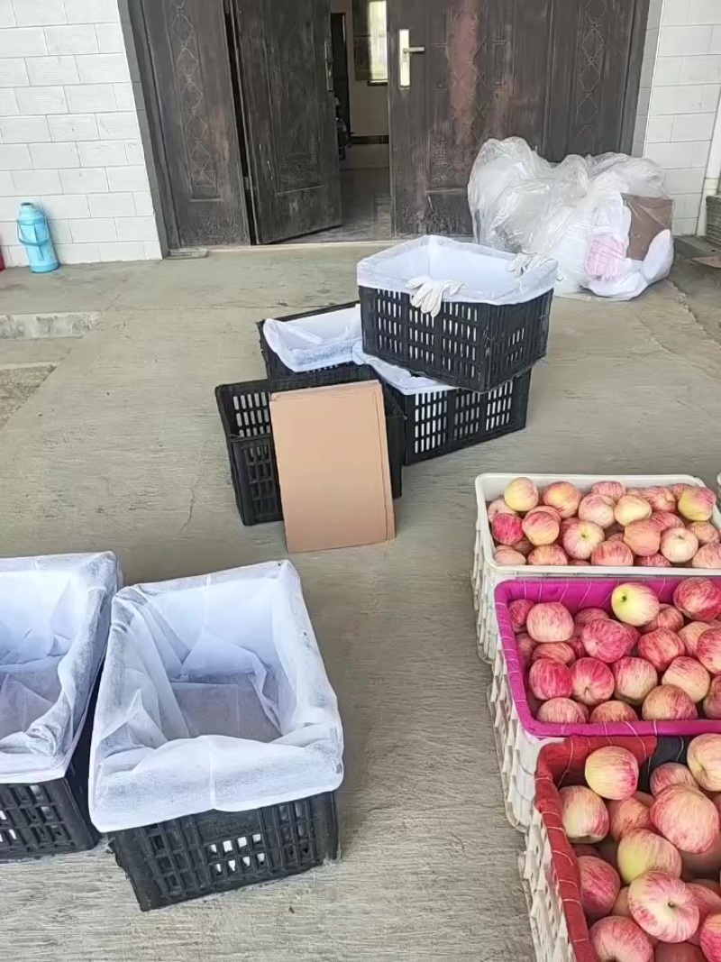 陕西富平秦阳苹果