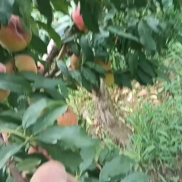 陕西礼泉桃子，