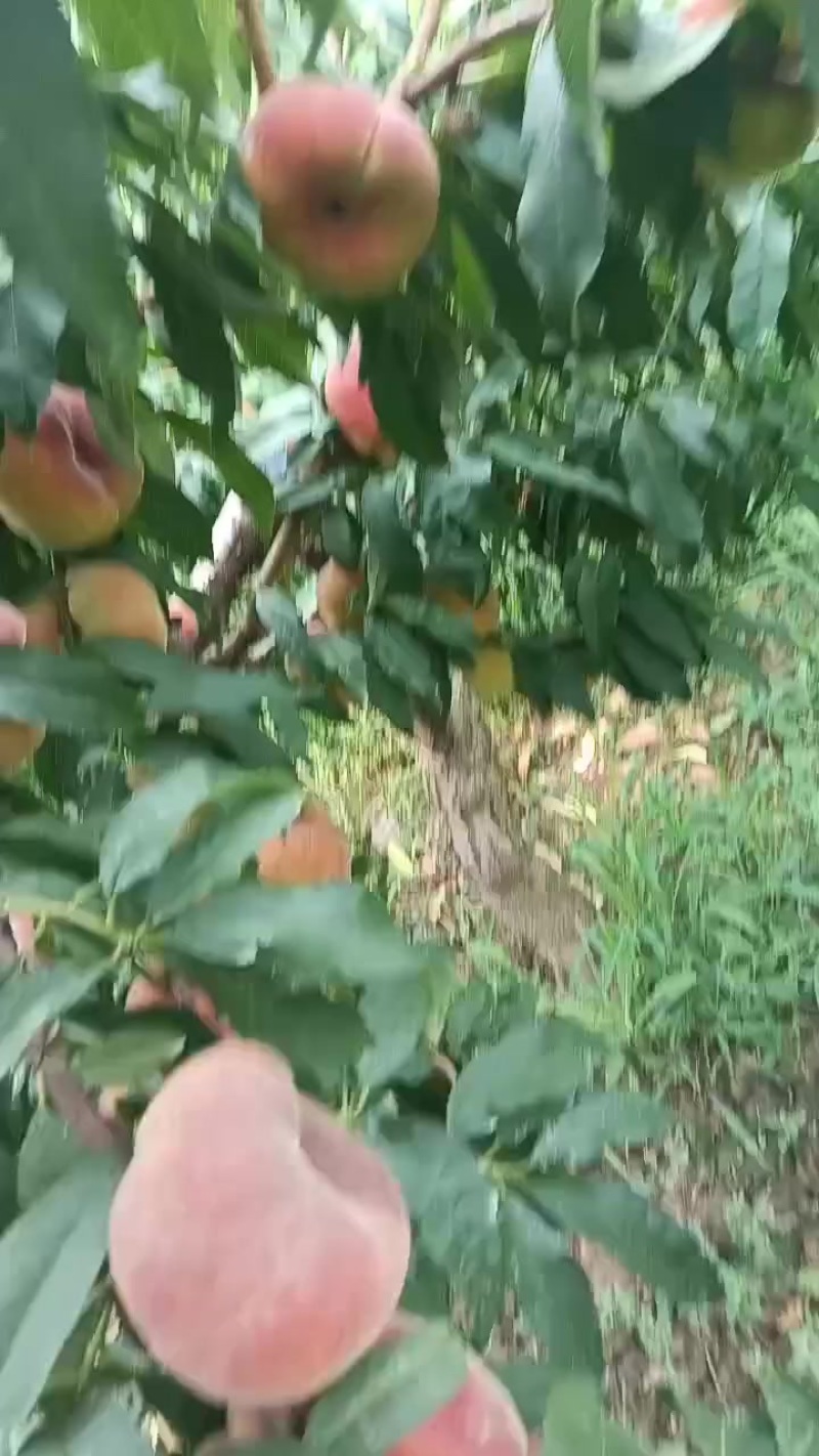 陕西礼泉桃子，