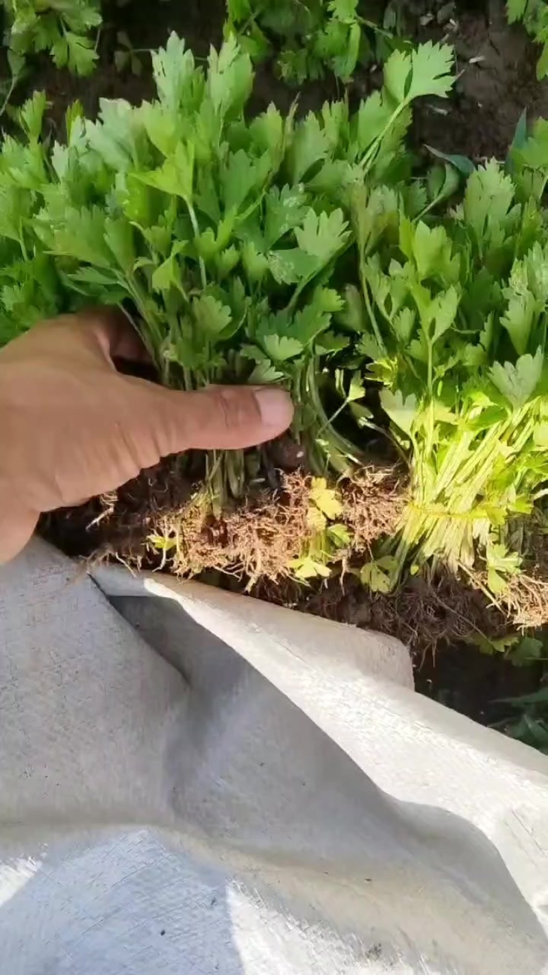 皇后西芹苗子
