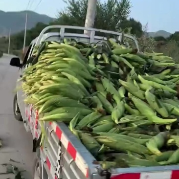玉米
